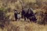 A female Rhino and its baby