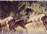 Impala at the watering hole. 