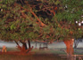 Mango Trees at Dawn