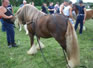 Shetland Pony at Appleby Horse Fair